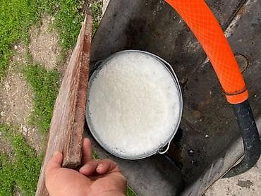 салома ячменая: Продаю | Корова (самка) | Для молока | Привязанные — 3
