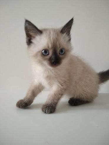 сиамский котенок цена: Сиамская, 2 месяца, Девочка, Приучена к лотку — 6