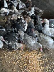 когучкон бишкек: Индоутки 57 голов — 3