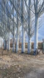 земля ивановка: Продаются тополя. Местонахождение с. Барскоон, Джети-Огузский район — 1