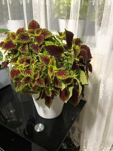 бугенвиллия фото: Цветы сорт «колеус» — 5