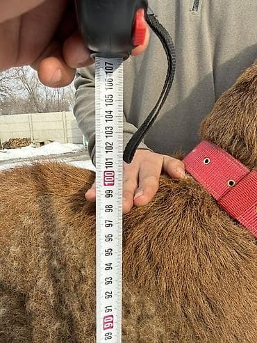 говяжий хвост: Продаю | Баран (самец) | Арашан | Для разведения | Племенные — 3