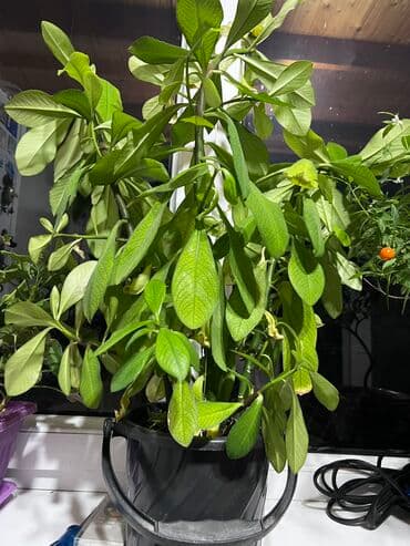 газон семена купить: Гулдор сатылат 700, 1000 сомдуктар бар келип коруп тандайсынар — 6