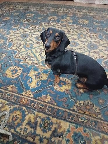 Красавчик такса ищет пару 0.5.5.1.5.1.0.8.1.0 at lalafo.kg Красавчик такса ищет пару 0.5.5.1.5.1.0.8.1.0