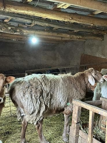 продам поросят: Продаю | Баран (самец) | Для разведения | Ярка — 2