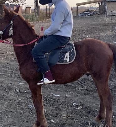 кон: Продаю | Жеребец | Рабочий — 1