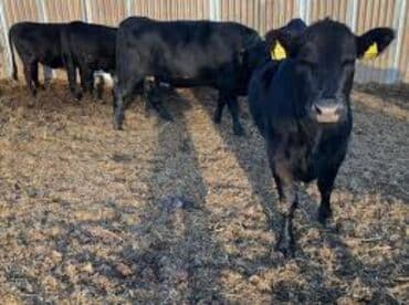 дом для собаки: Продаю | Бык (самец) — 1