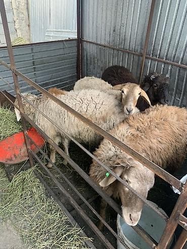 Үй жаныбарлары: Сатам | Ургаачы кой (ургаачы), Кочкор (эркек) — 1