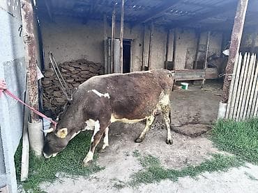 барда для коров: Продаю | Корова (самка) | Для разведения, Для молока — 2