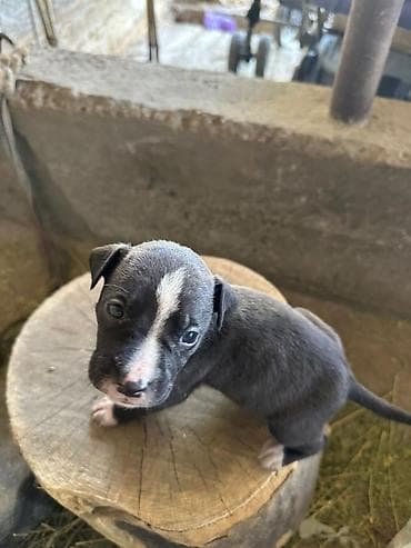 собака хаски: Щенки питбуль — 1