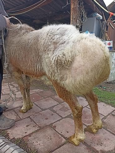 Кочкорлор, койлор: Сатам | Ургаачы кой (ургаачы) | Арашан | Көбөйтүү үчүн — 9