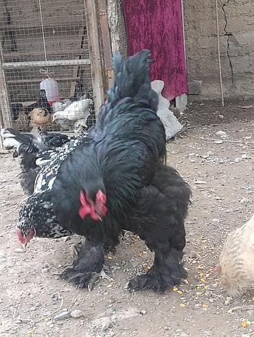 бетховен собака: Продаю | Куры | Брама | Для разведения — 2