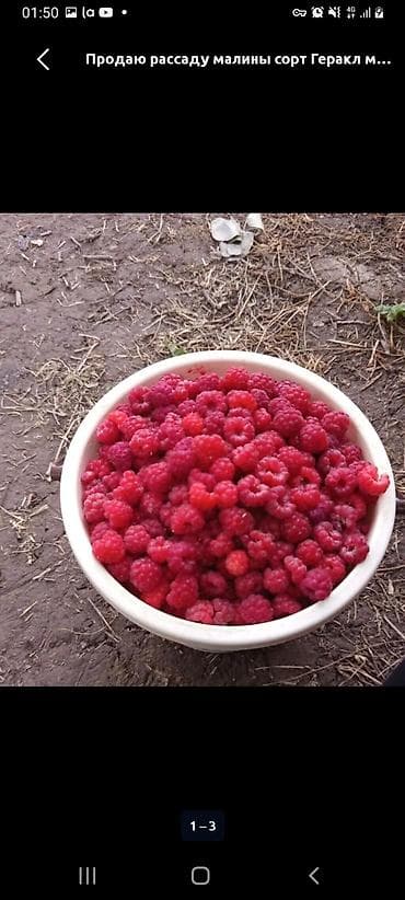 ящики для ягод: Саженцы малины, крупноплодные. На фото — мощные кусты с конусовидными — 4