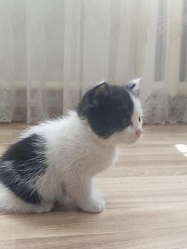 пародистый кошка: Отдам котят добрые руки — 6