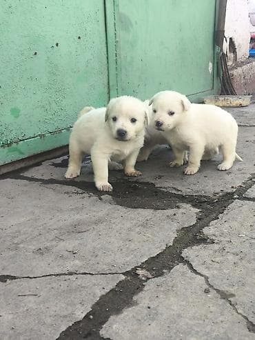 японская порода собак акита ину: Ищете надёжного охранника и верного друга для семьи? У нас есть — 3