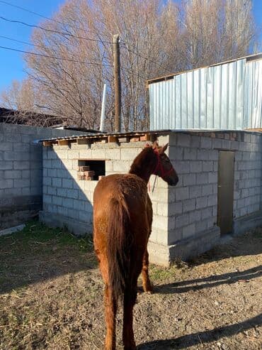 Продаю | Кобыла (самка) | На забой