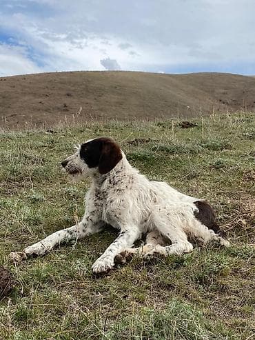 собака из приюта: Дратхаар, 1 год, Самка, С прививкой — 2
