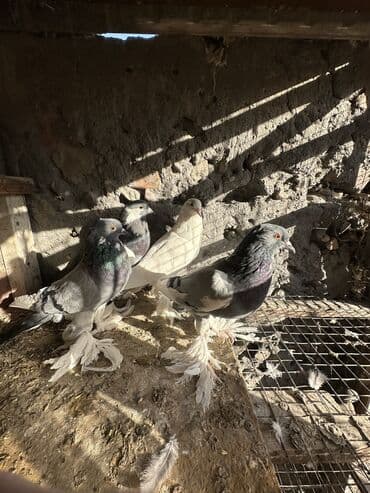 вольеры для собак бу: Продаю голубей!!!! На фото представлены голуби разных пород. Цены на — 40