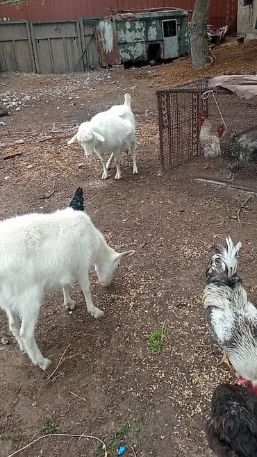 парода эчки: Продаю | Коза (самка) | Зааненская | Для разведения — 2