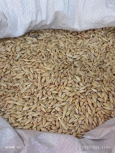 Башка жаныбарлар: Продаю ячмень 6 шести рядка. Местный 1 тонну — 1