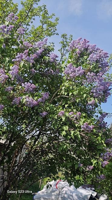 Продаю веток сирени. Самовывоз. Сами срезаете