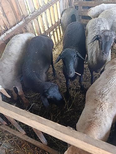 цена барана: Продаю | Овца (самка) | Для разведения — 3