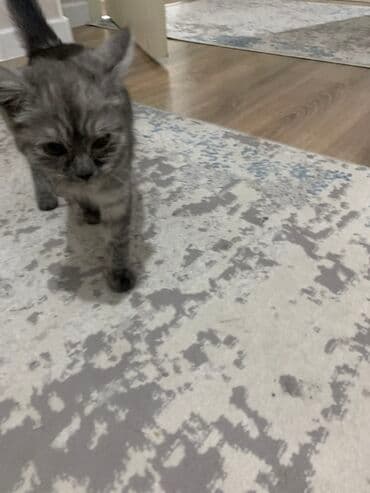 Собаки: 2 месяца, Девочка, Серый — 2