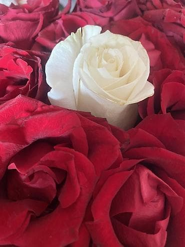 Подарочная упаковка: Букет из красных роз с акцентной белой розой в центре. 21 роз - — 1