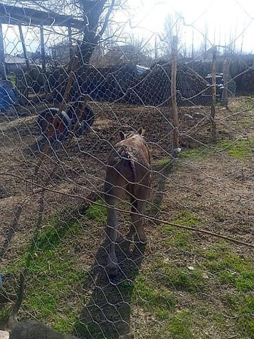 купить амура: Продаю | Музоо, торпок | На откорм | Привязанные — 4