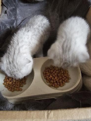 шотландская короткошерстная: Шотландские котята (fold/скоттиш-фолд) серебристого окраса - Окрас — 2