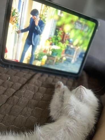 scottish fold: Белоснежный котёнок с красивыми карими глазами. Ходит только в лоток — 4