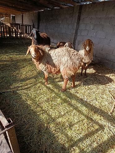 парода ала тоо: Продаю | Овца (самка) | Для разведения — 10