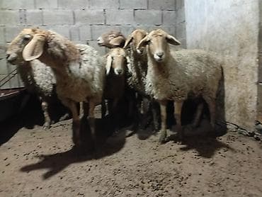продаю котят бишкек: Продаю | Овца (самка), Ягненок | Гиссарская, Полукровка, Эдильбаевская | На забой, Для разведения, Для шерсти | Племенные, Осеменитель, Матка — 2
