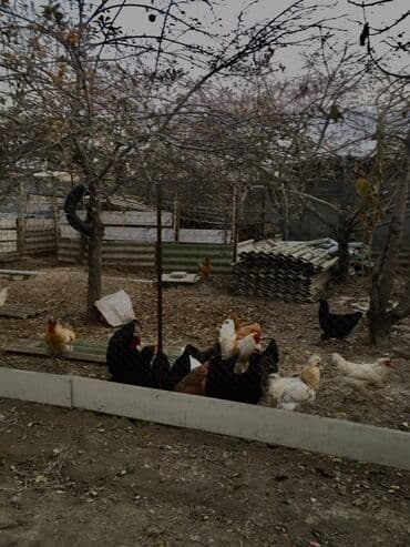 семена томатов купить в бишкеке: Домашние куриные яйца из частного подворья - Яйца от разновозрастного — 4