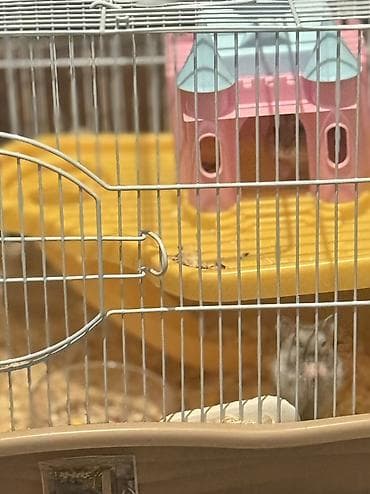 Кемирүүчүлөр: Хомяки и клетка с кормом Клетка для мелких грызунов — 4
