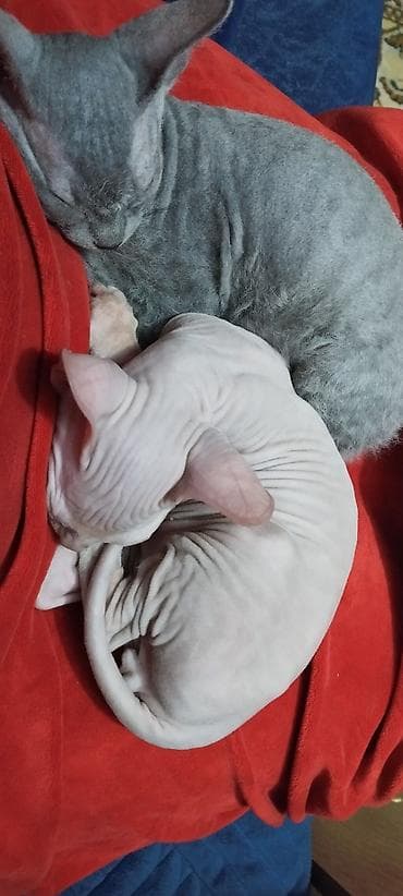 бенгальские кошки бишкек: В продаже котята модели Донской сфинкс, оригинал . 15 ноября 2025 г — 8