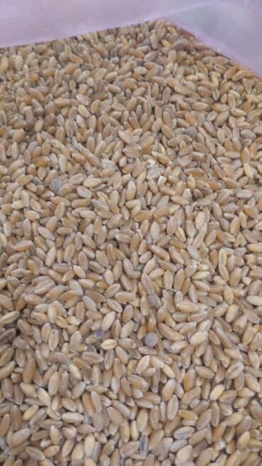 розовые помидоры: Пшеница для корма скота и птицы ✔️ Качество хорошее ✔️ Сухая, чистая — 3