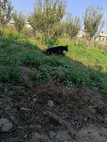 Дом и сад: Саженцы плодовых деревьев для сада - Молодые деревья с правильной — 2