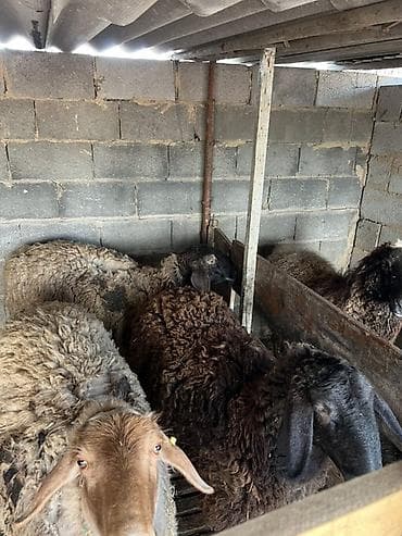 Башка жаныбарлар: Сатам | Ургаачы кой (ургаачы) | Аргын | Союуга, Көбөйтүү үчүн — 4