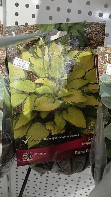 Хоста — набор сортов (по 1 шт. в упаковке) Доступные сорта по — 3