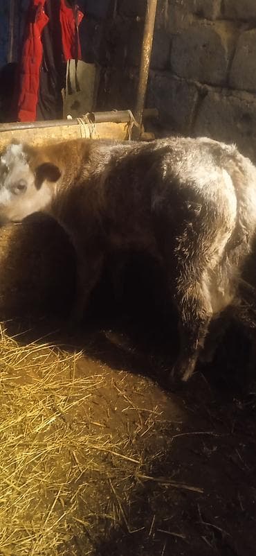 жеа беде: Бычок — 4