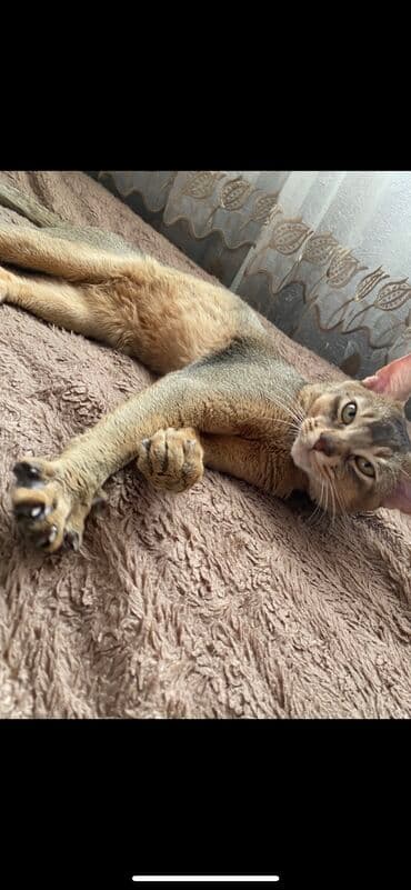 купить породистых котят: Абиссинская порода- выставляются на продажу редкие котята чистокровные — 17