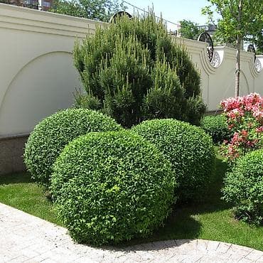 форма военных: Уборка территории, Стрижка газона — 1