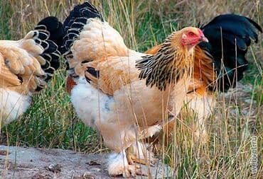 отдам породистую собаку в хорошие руки: Продаю | Куры | Брама | Для разведения — 3