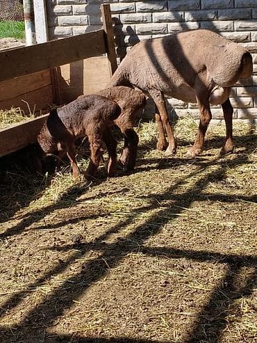 продаю цыплят брама: Продаю | Овца (самка) | Для разведения | Матка — 3