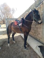 продажа щенков немецкой овчарки в бишкеке с документами: Продаю | Конь (самец) | Конный спорт — 3