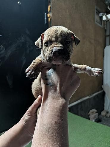 Ит бекер берем: Щенки от породистых родителей, Питбуль Возраст — 3–4 недели на фото — 8