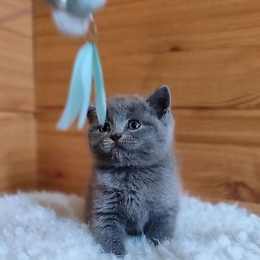 котята британские: Скотиш Страйт (Шотландская прямоухая), 2 месяца, Девочка, Голубой, Приучена к лотку, Проглистована — 3