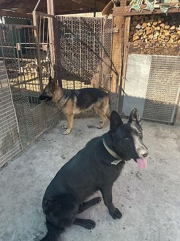 чистокровный кангал: Щенки немецкой овчарки — 5