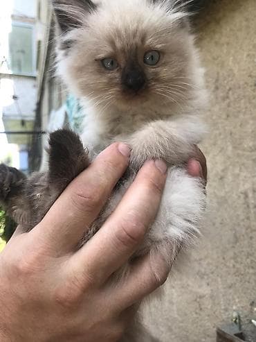 chi su: Отдам даром котят в надежные руки, два сиамских и два камышовых — 2